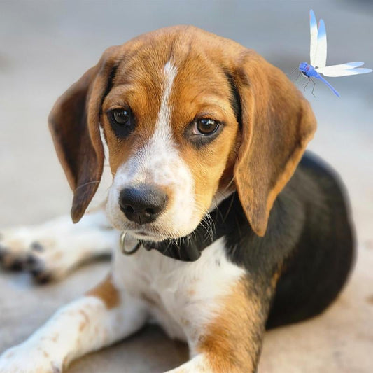 Tyylikäs Sudenkorento Hyttyskarkotin